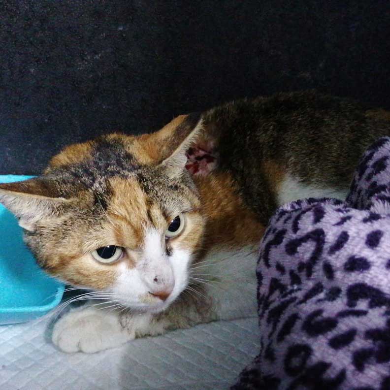 PETRA A WOUNDED RESCUED CAT