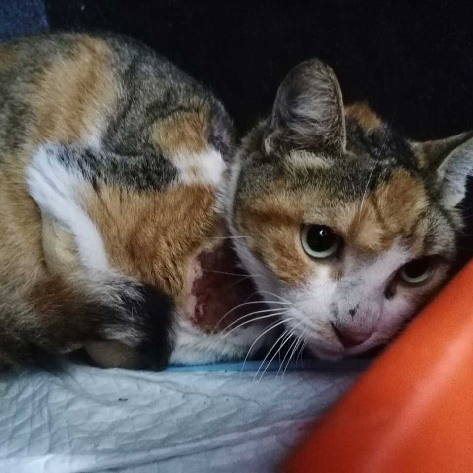 PETRA A WOUNDED RESCUED CAT