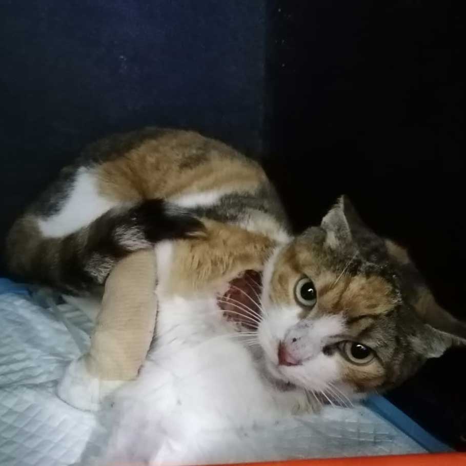 PETRA A WOUNDED RESCUED CAT