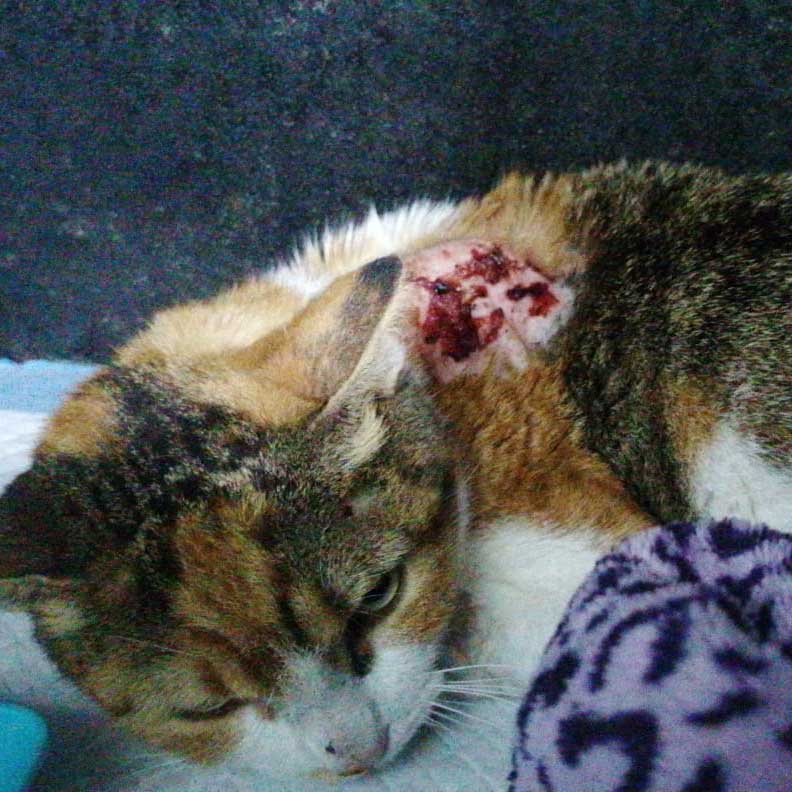 PETRA A WOUNDED RESCUED CAT