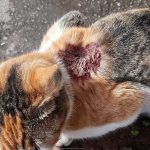 PETRA A WOUNDED RESCUED CAT