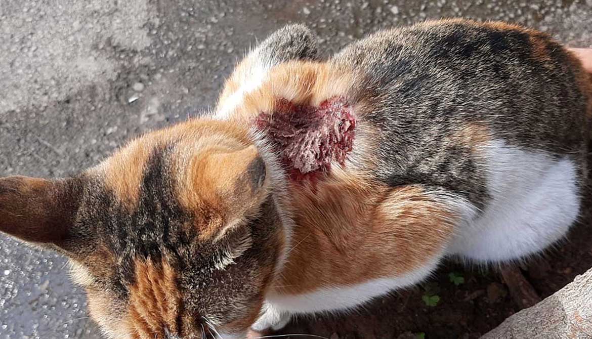 PETRA A WOUNDED RESCUED CAT