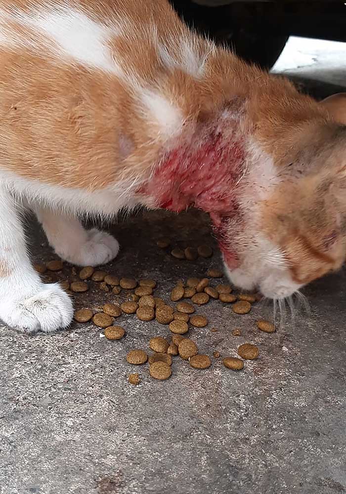 PETRA A WOUNDED RESCUED CAT