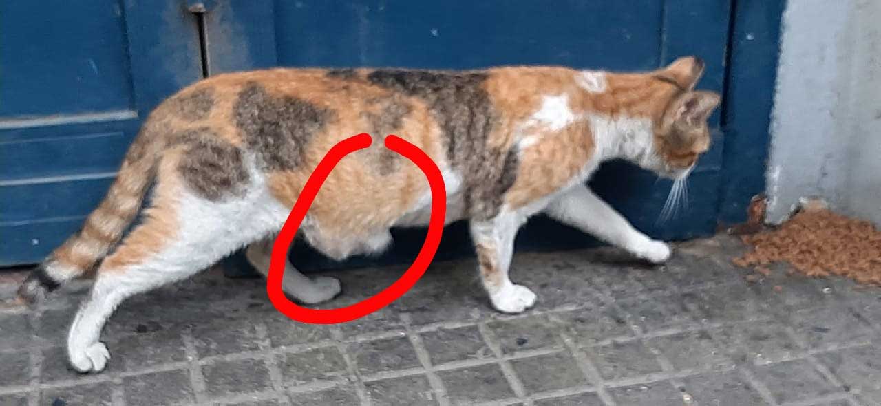 PETRA A WOUNDED RESCUED CAT