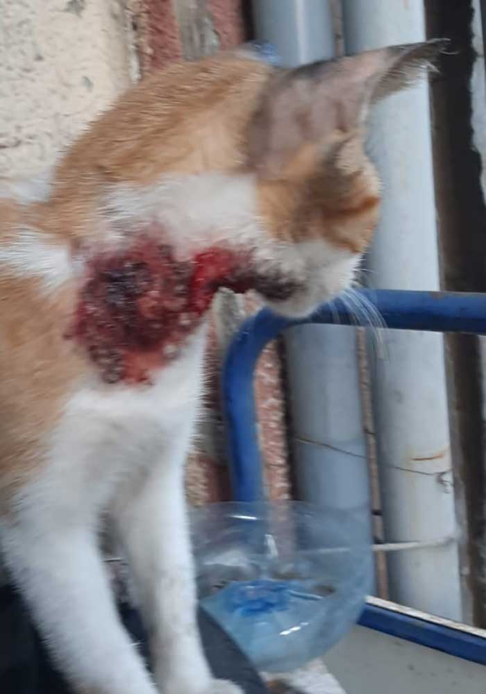 PETRA A WOUNDED RESCUED CAT