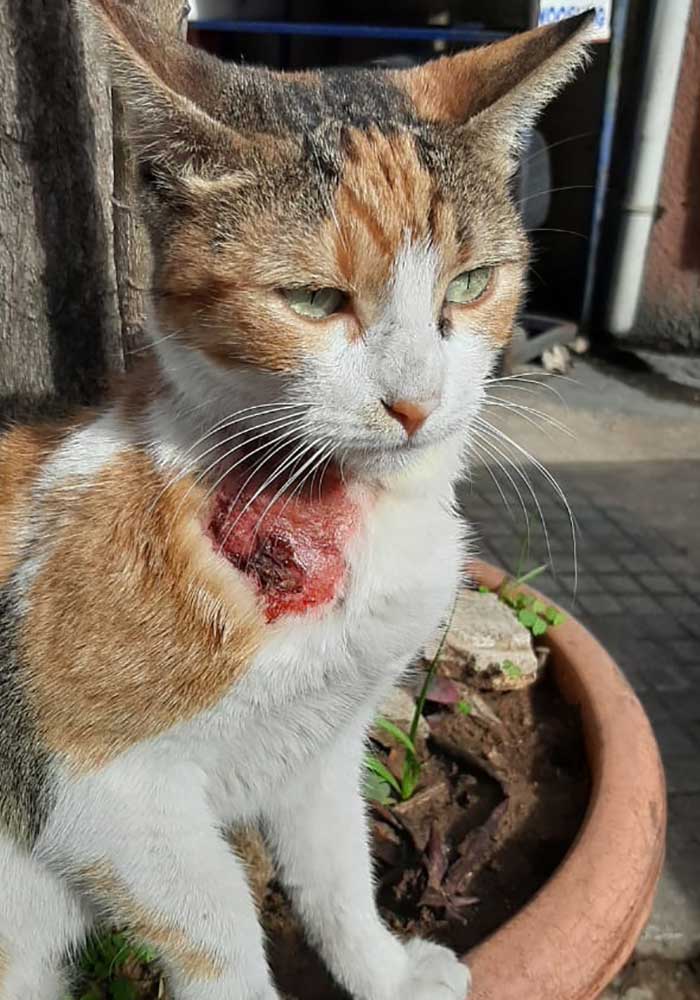 PETRA A WOUNDED RESCUED CAT