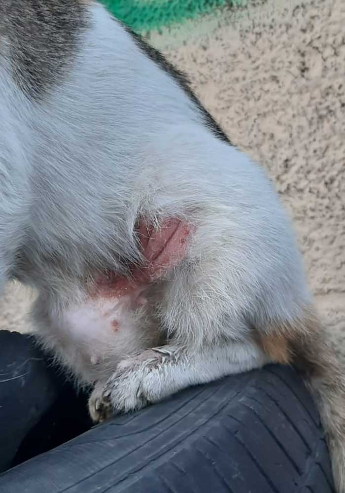 PETRA A WOUNDED RESCUED CAT
