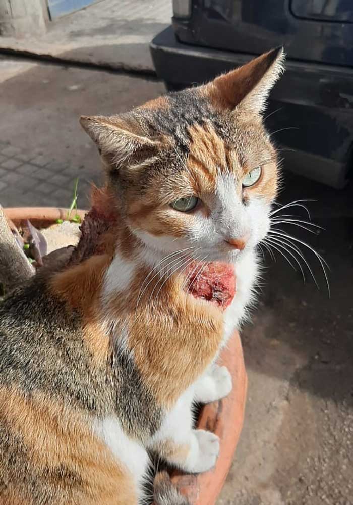 PETRA A WOUNDED RESCUED CAT