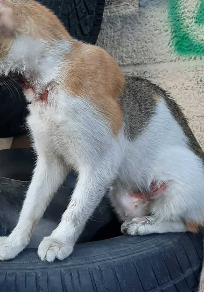 PETRA A WOUNDED RESCUED CAT