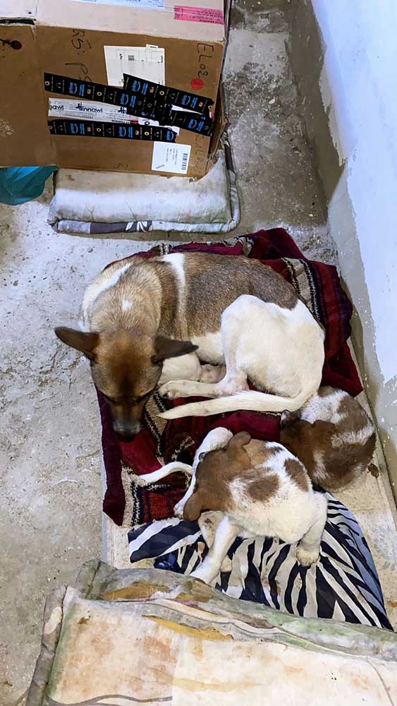 PIXIE: A DUMPED MOM DOG WITH HER PUPPIES