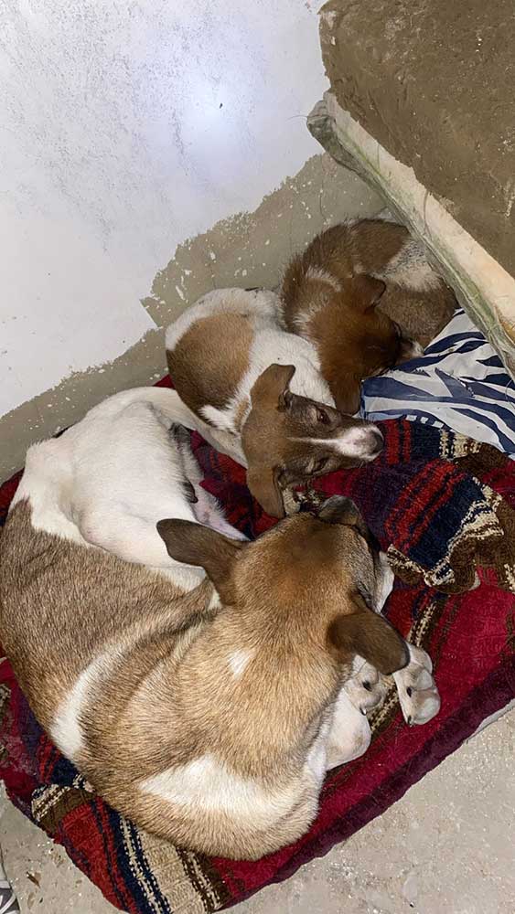 PIXIE: A DUMPED MOM DOG WITH HER PUPPIES