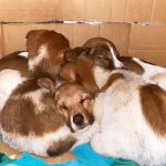 PIXIE: A DUMPED MOM DOG WITH HER PUPPIES
