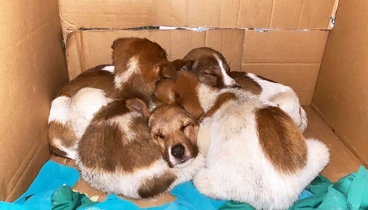 PIXIE: A DUMPED MOM DOG WITH HER PUPPIES