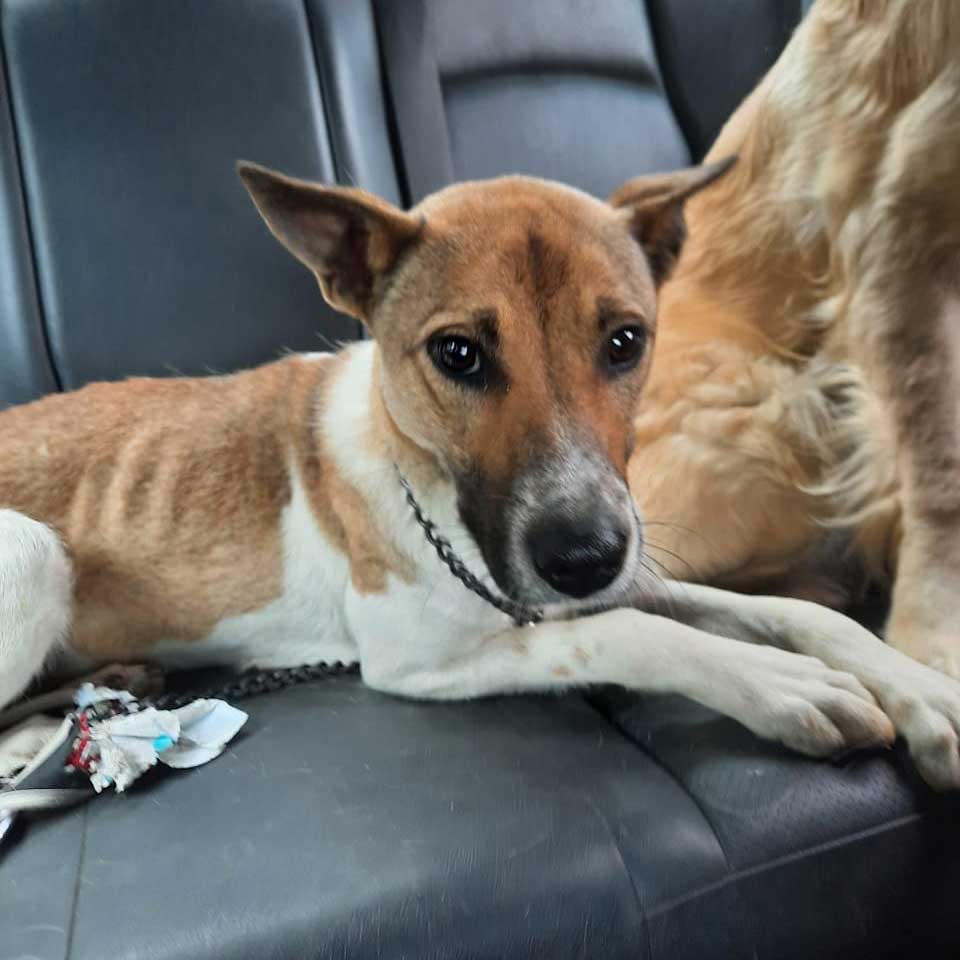 PIXIE: A DUMPED MOM DOG WITH HER PUPPIES