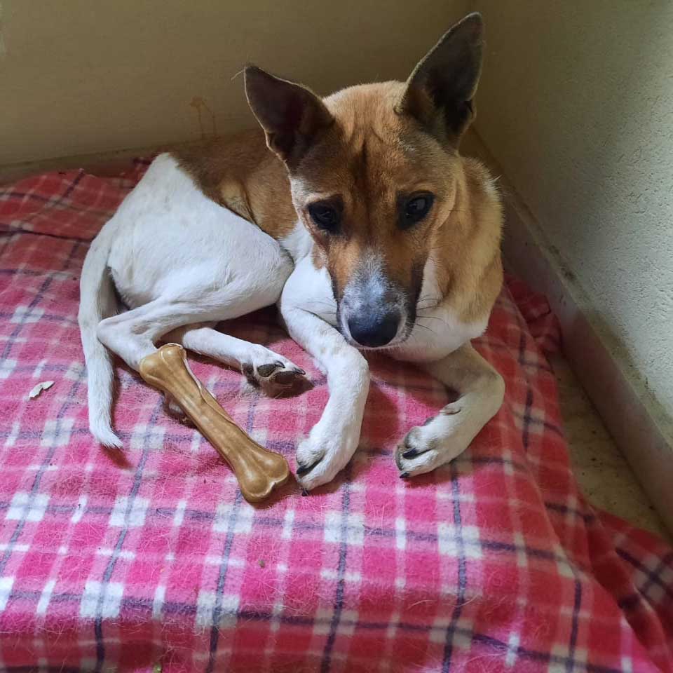 PIXIE: A DUMPED MOM DOG WITH HER PUPPIES