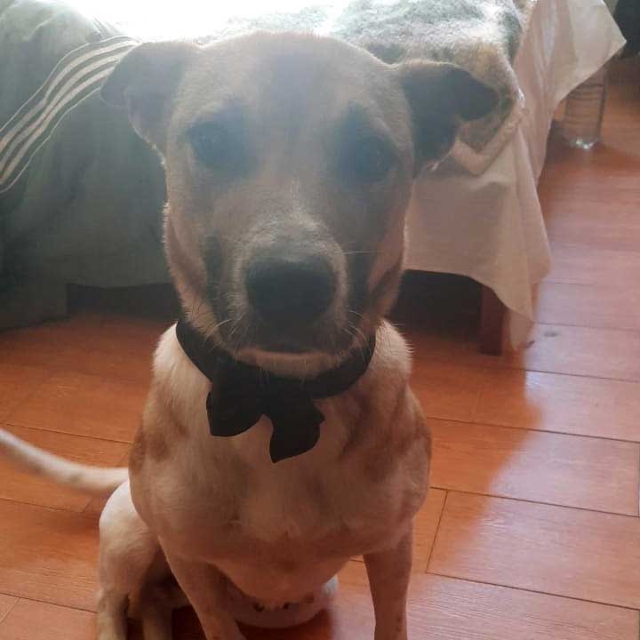 PIXIE: A DUMPED MOM DOG WITH HER PUPPIES