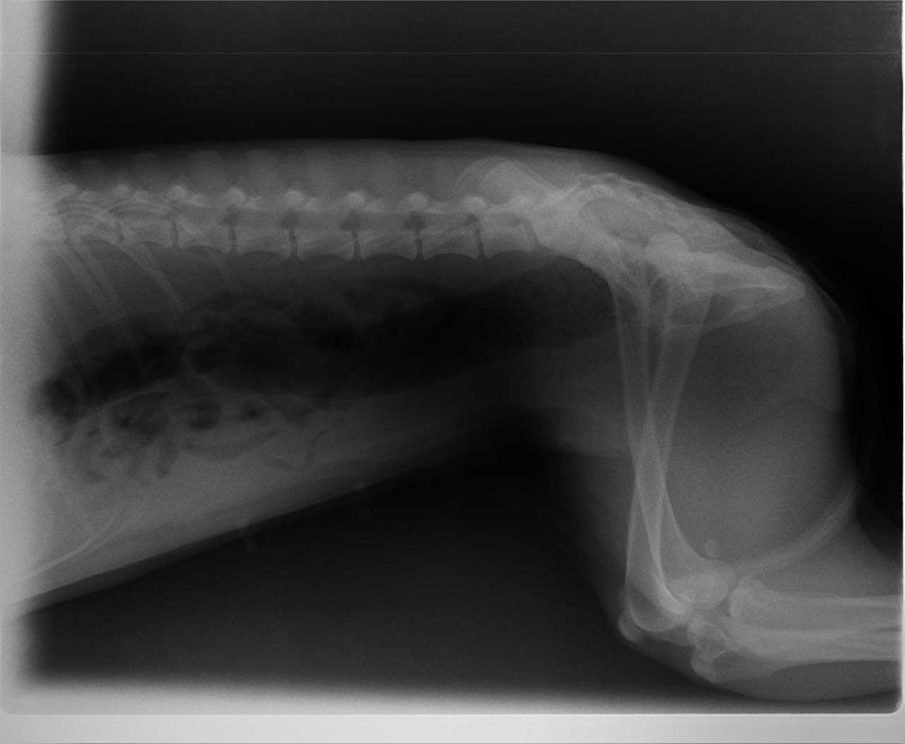 PIXIE: A DUMPED MOM DOG WITH HER PUPPIES