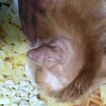 BLONDIE THE SENIOR CAT BANGING HER HEAD ON THE WALLS