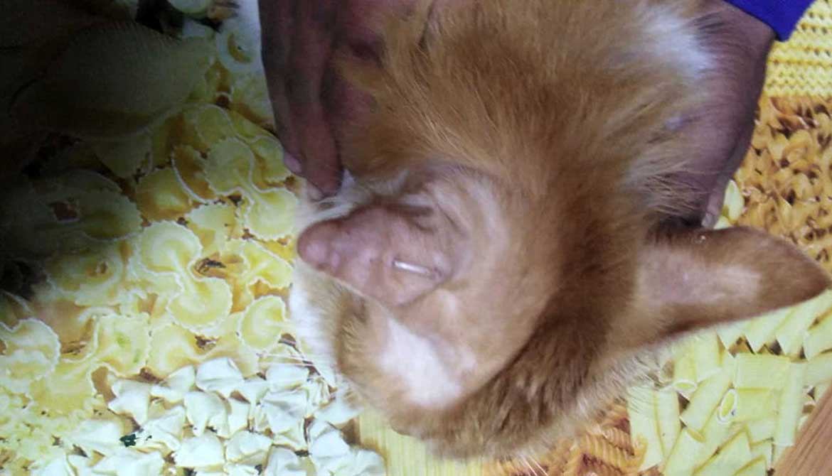 BLONDIE THE SENIOR CAT BANGING HER HEAD ON THE WALLS
