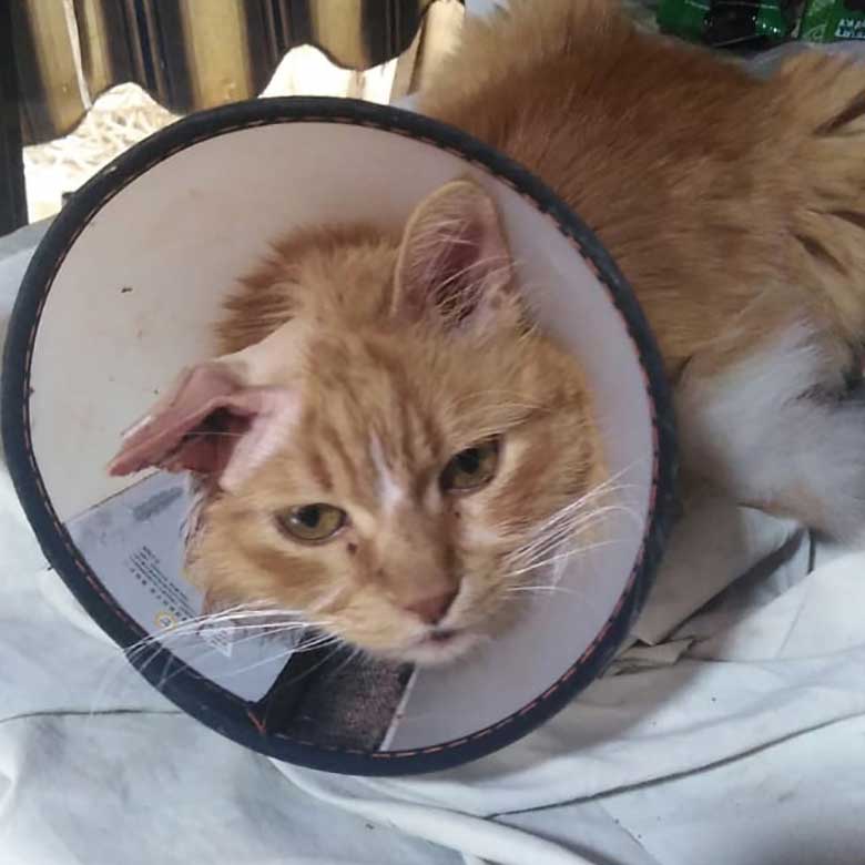 BLONDIE THE SENIOR CAT BANGING HER HEAD ON THE WALLS
