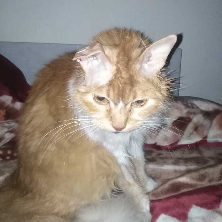 BLONDIE THE SENIOR CAT BANGING HER HEAD ON THE WALLS