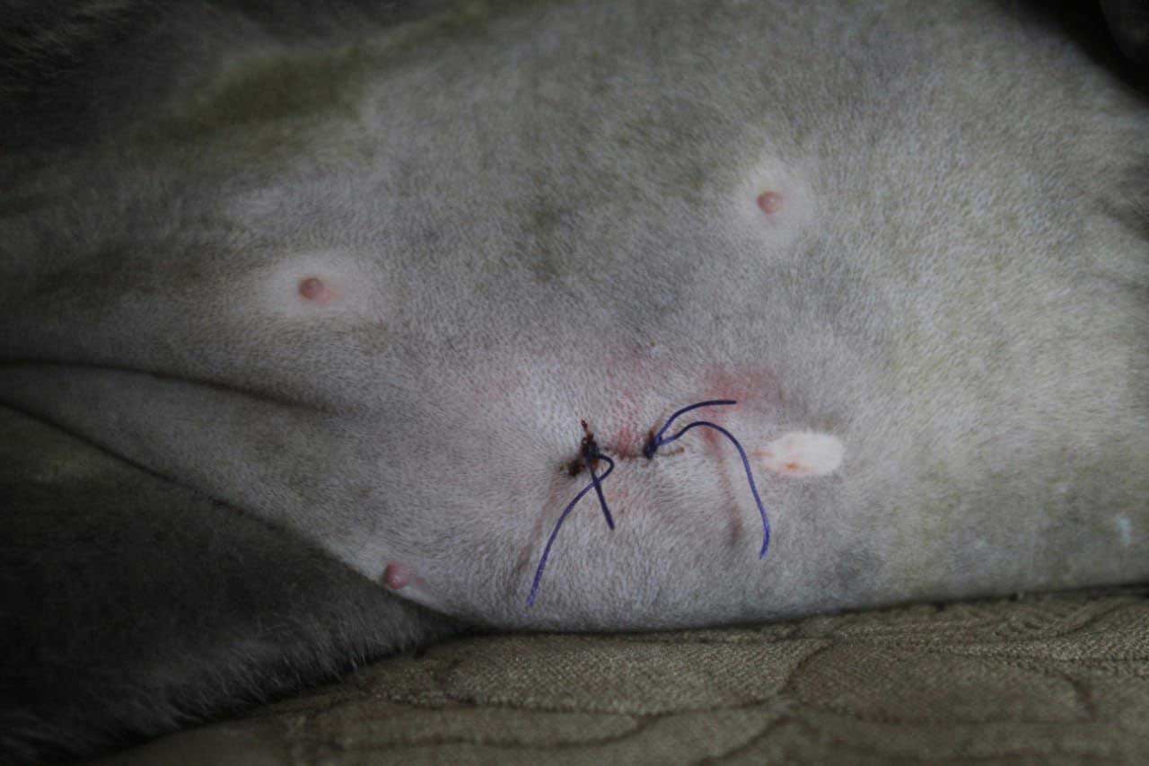 ANOTHER FEMALE CAT IS SPAYED: TNR