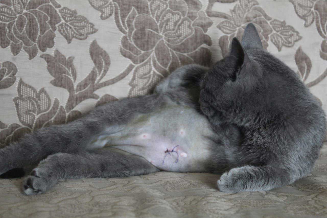 ANOTHER FEMALE CAT IS SPAYED: TNR