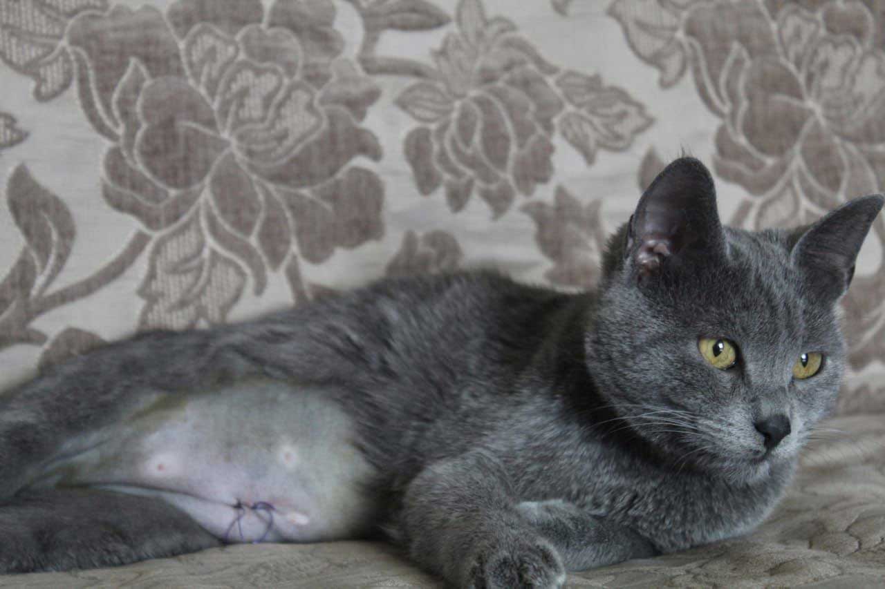 ANOTHER FEMALE CAT IS SPAYED: TNR