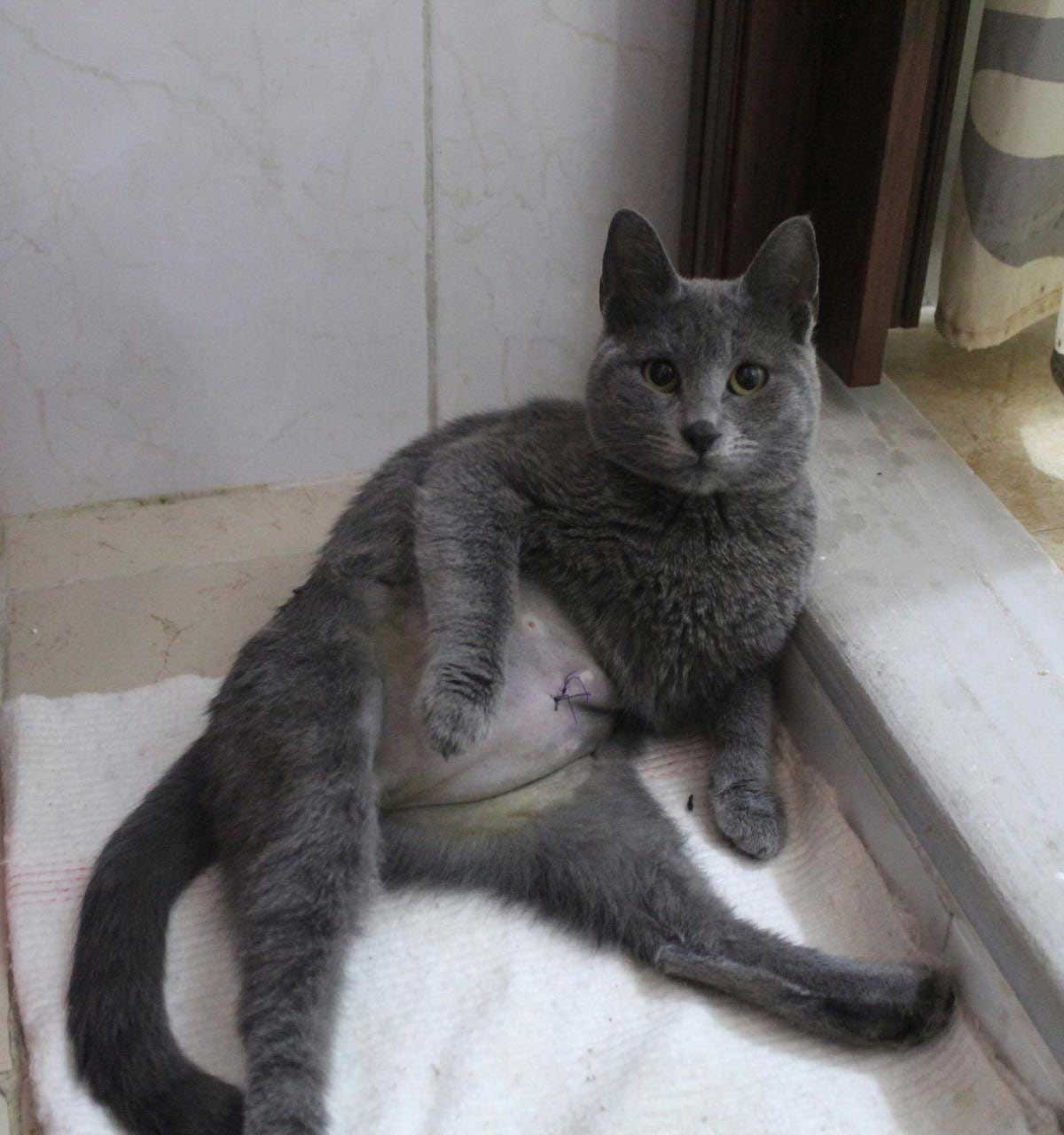 ANOTHER FEMALE CAT IS SPAYED: TNR