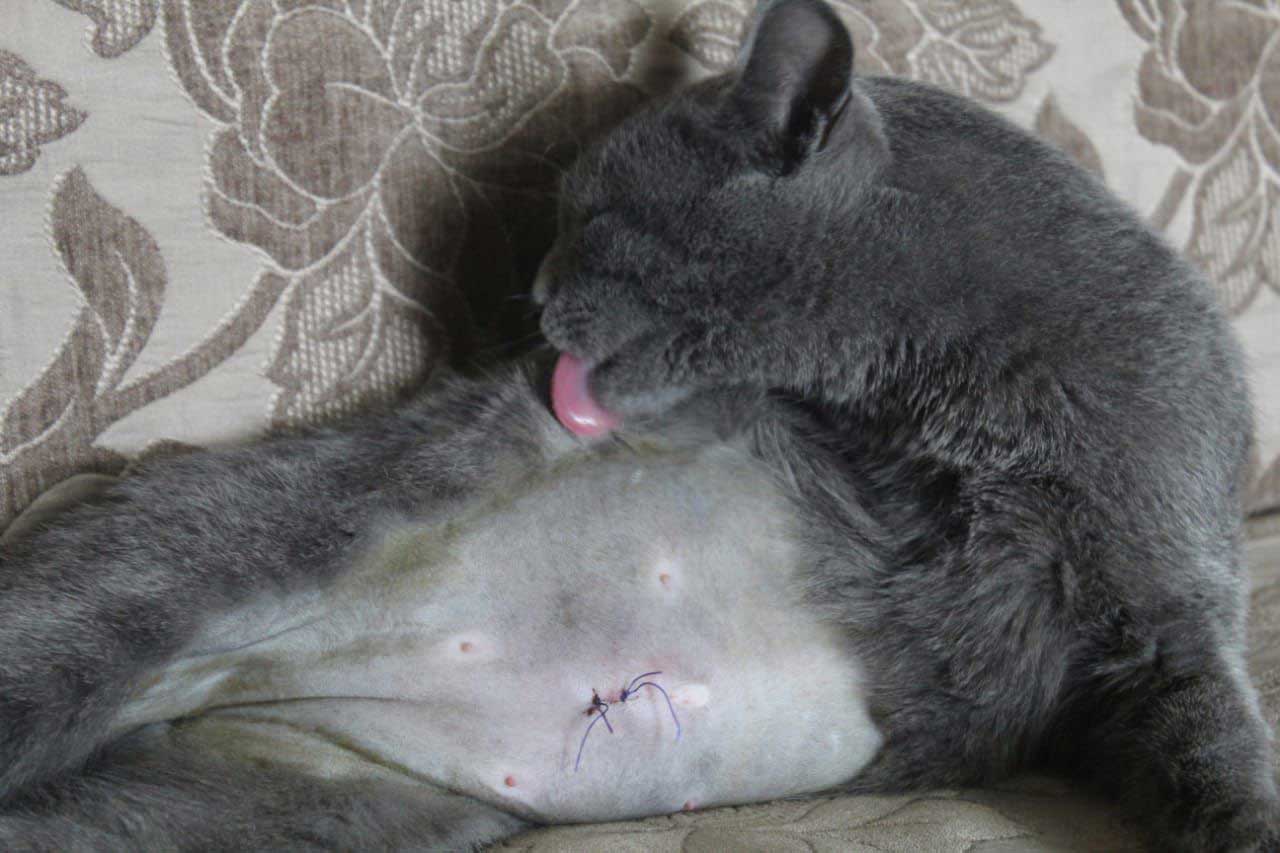 ANOTHER FEMALE CAT IS SPAYED: TNR