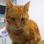 PIPPIN A RESCUED CAT WITH INFECTED TEETH