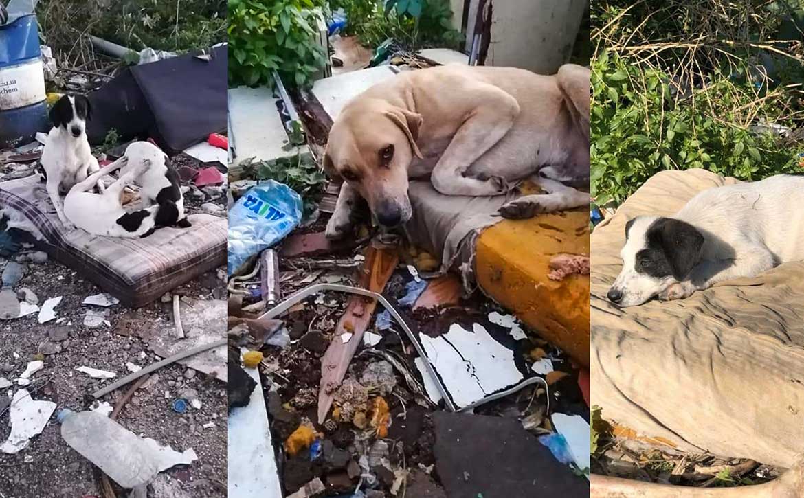 RESCUE, FOSTER, ADOPT, DONATE!
