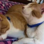ROCKY AND CHANCE ARE NOW IN THE USA!