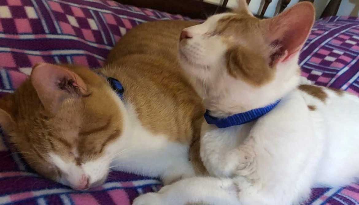 ROCKY AND CHANCE ARE NOW IN THE USA!