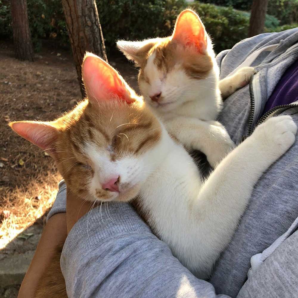 ROCKY AND CHANCE ARE NOW IN THE USA!