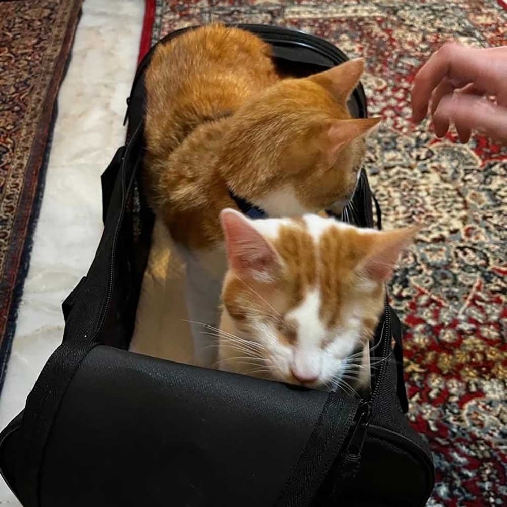 ROCKY AND CHANCE ARE NOW IN THE USA!