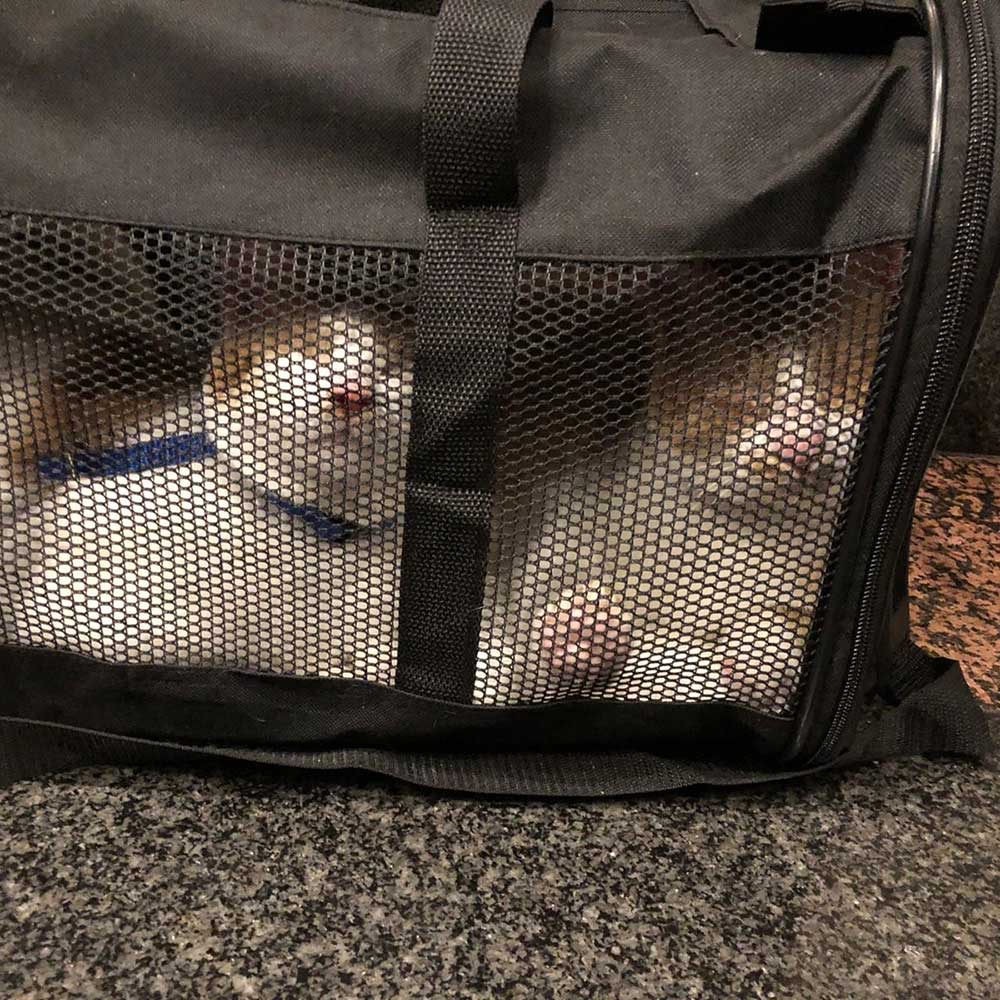 ROCKY AND CHANCE ARE NOW IN THE USA!