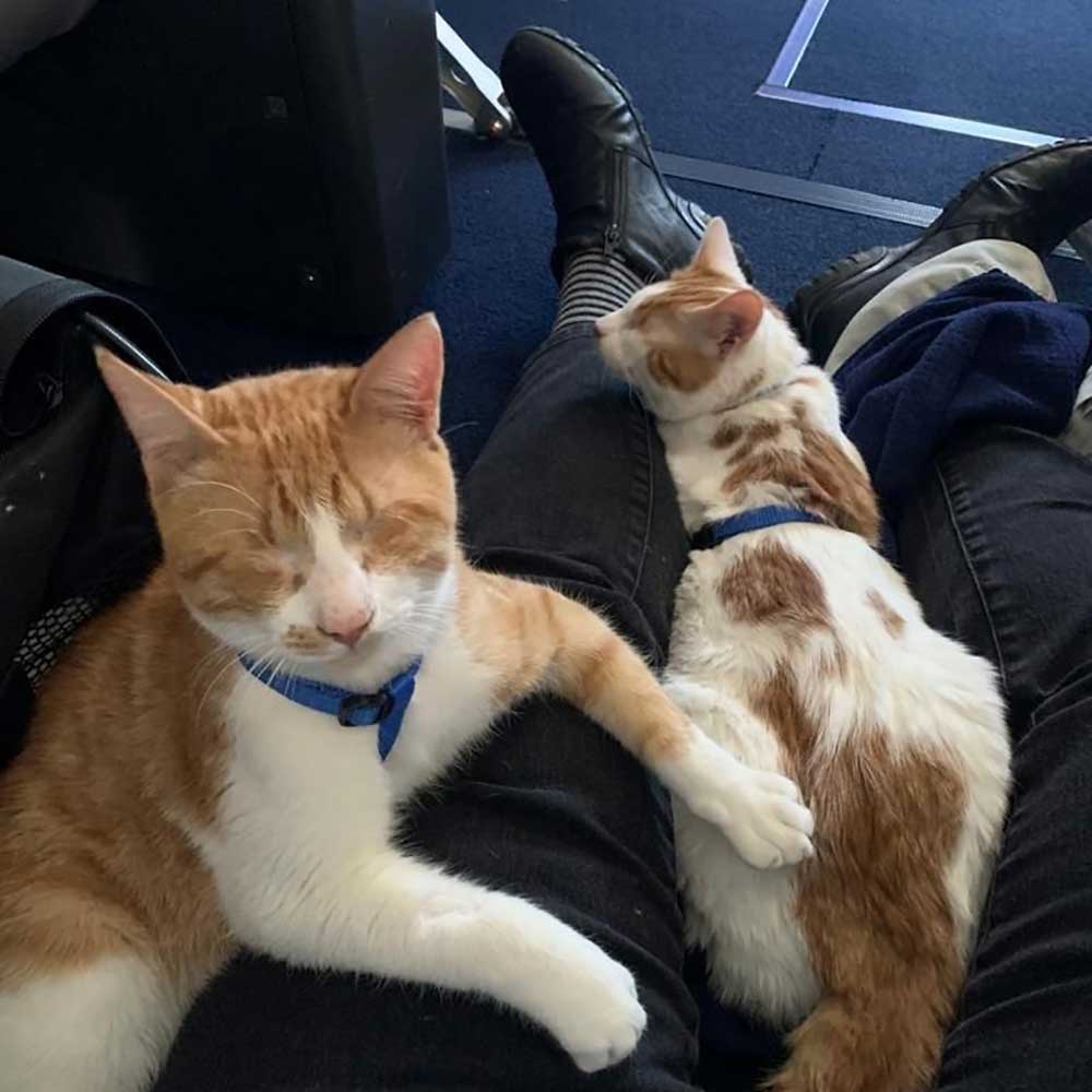 ROCKY AND CHANCE ARE NOW IN THE USA!