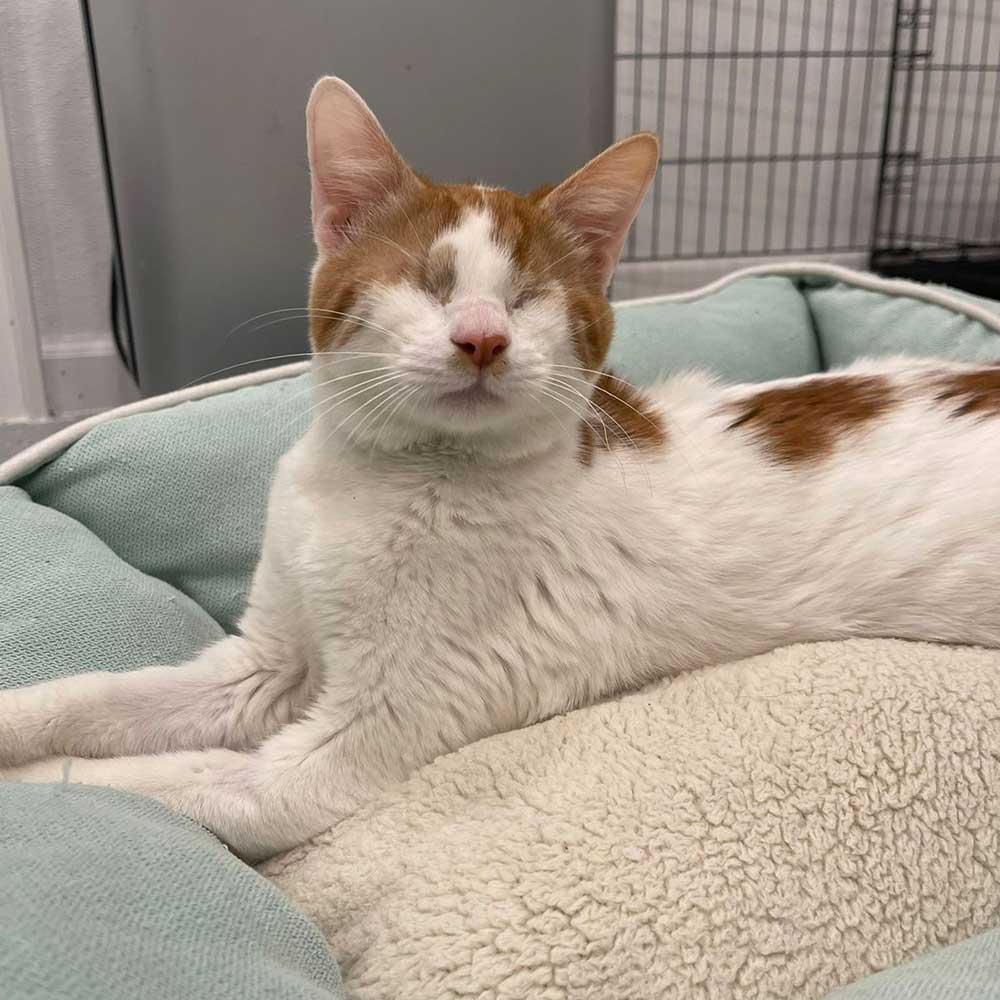 ROCKY AND CHANCE ARE NOW IN THE USA!