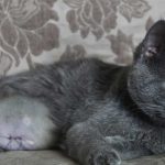 ANOTHER FEMALE CAT IS SPAYED: TNR