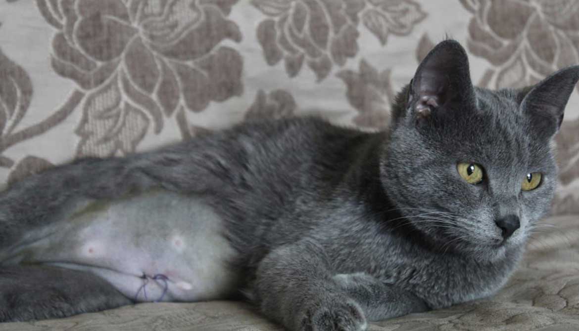 ANOTHER FEMALE CAT IS SPAYED: TNR