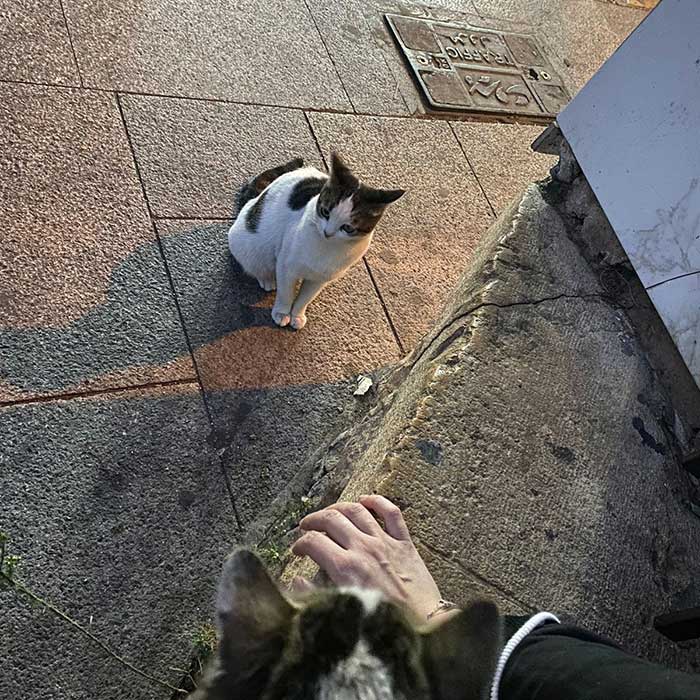 SUSHI AND THE HUGE BLADDER