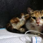CARAMEL THE CAT RESCUED COVERED IN BLOOD