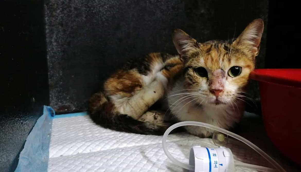 CARAMEL THE CAT RESCUED COVERED IN BLOOD