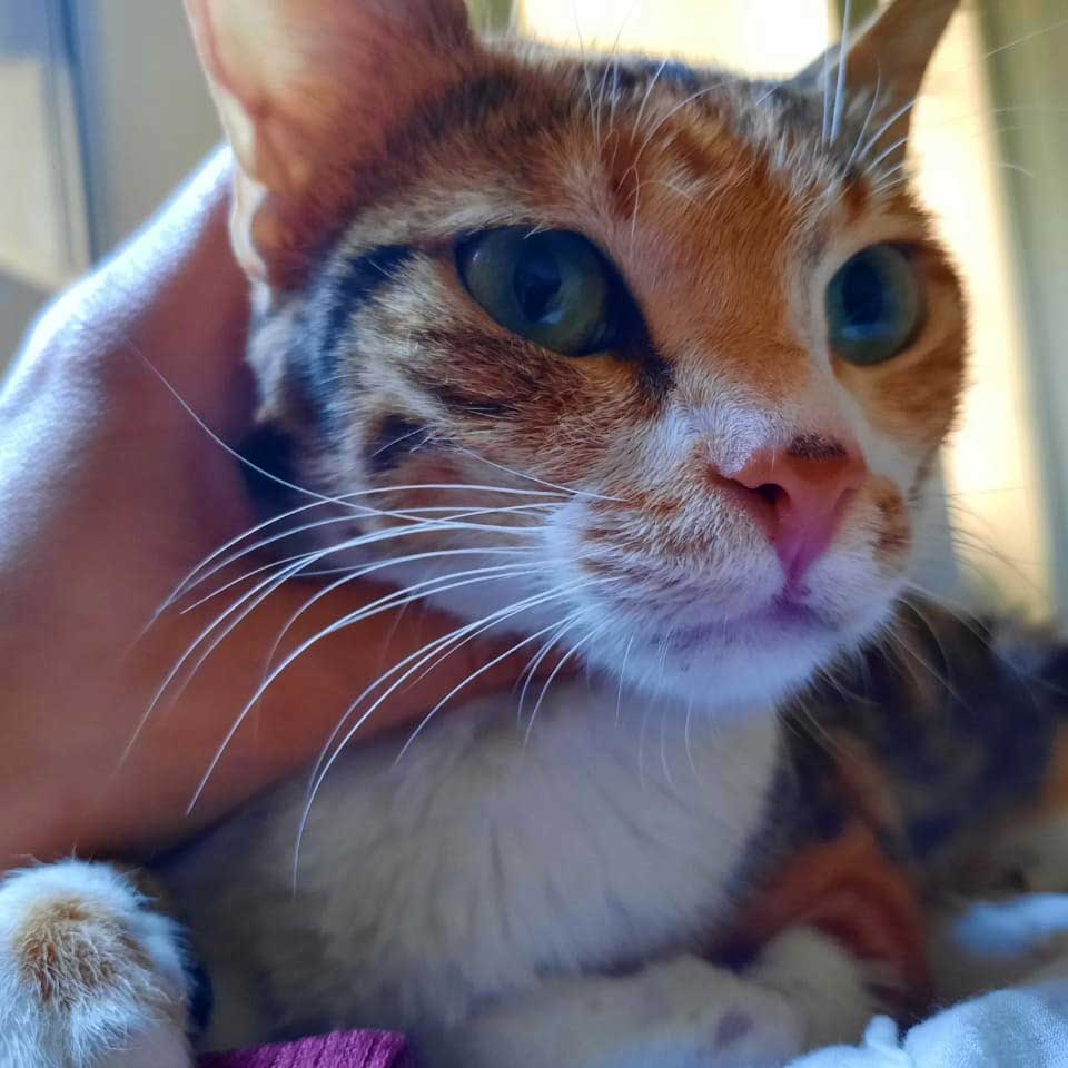 CARAMEL THE CAT RESCUED COVERED IN BLOOD