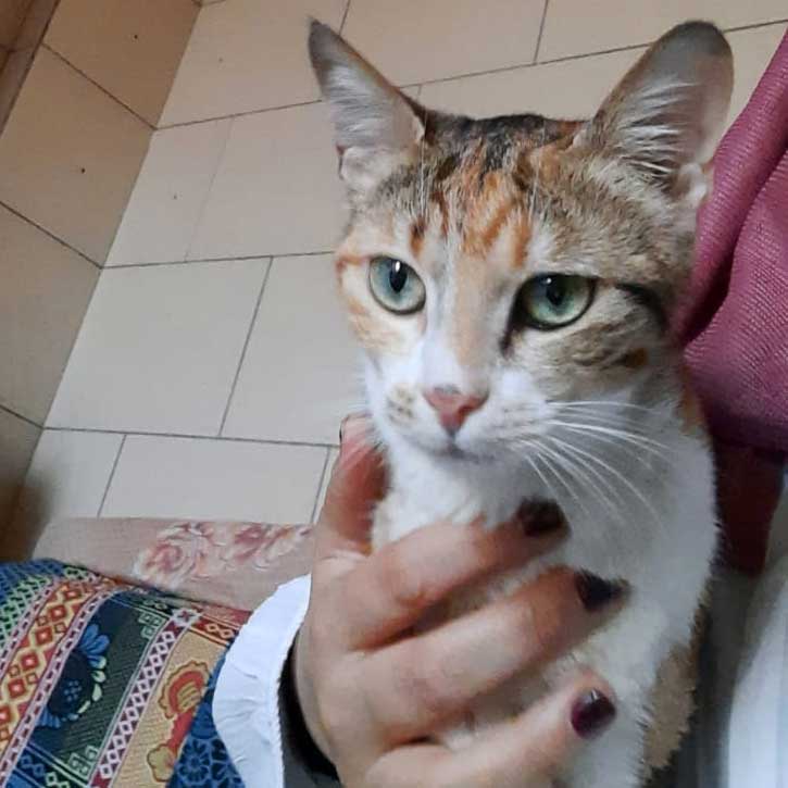 CARAMEL THE CAT RESCUED COVERED IN BLOOD