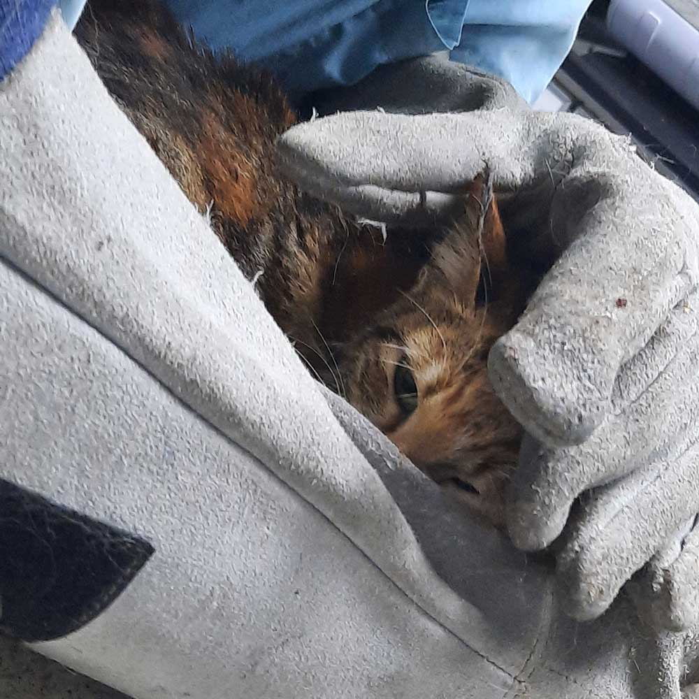 CARAMEL THE CAT RESCUED COVERED IN BLOOD