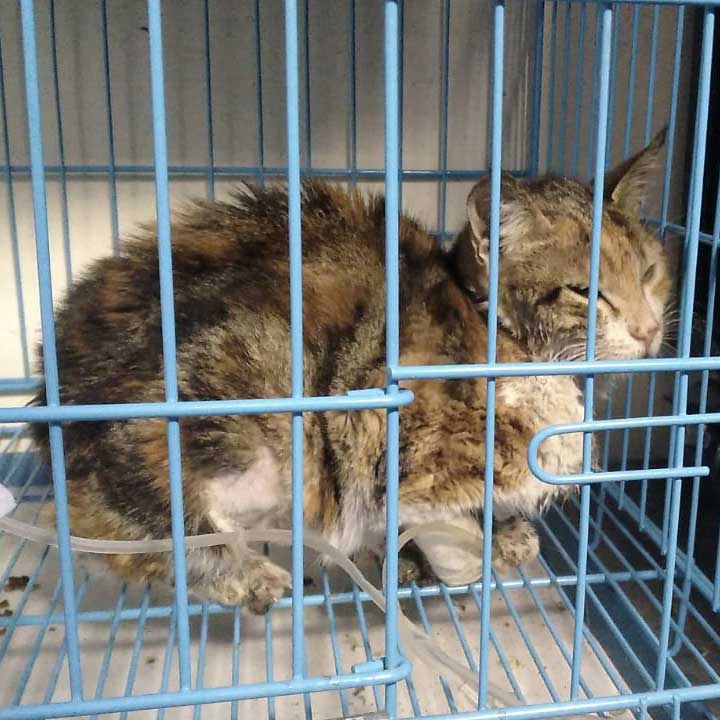 CARAMEL THE CAT RESCUED COVERED IN BLOOD