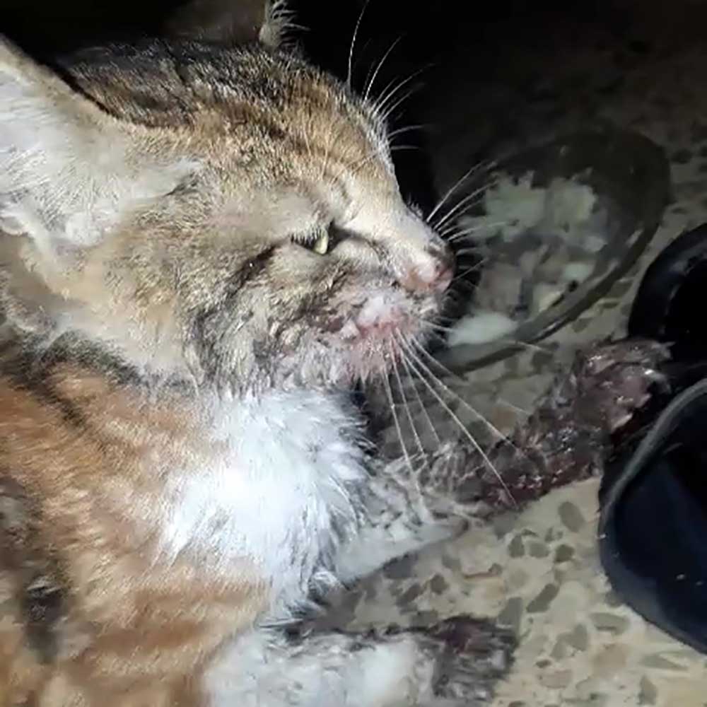 CARAMEL THE CAT RESCUED COVERED IN BLOOD