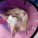 DAISY A DUMPED CAT RESCUED WITH ALL KIND OF WOUNDS